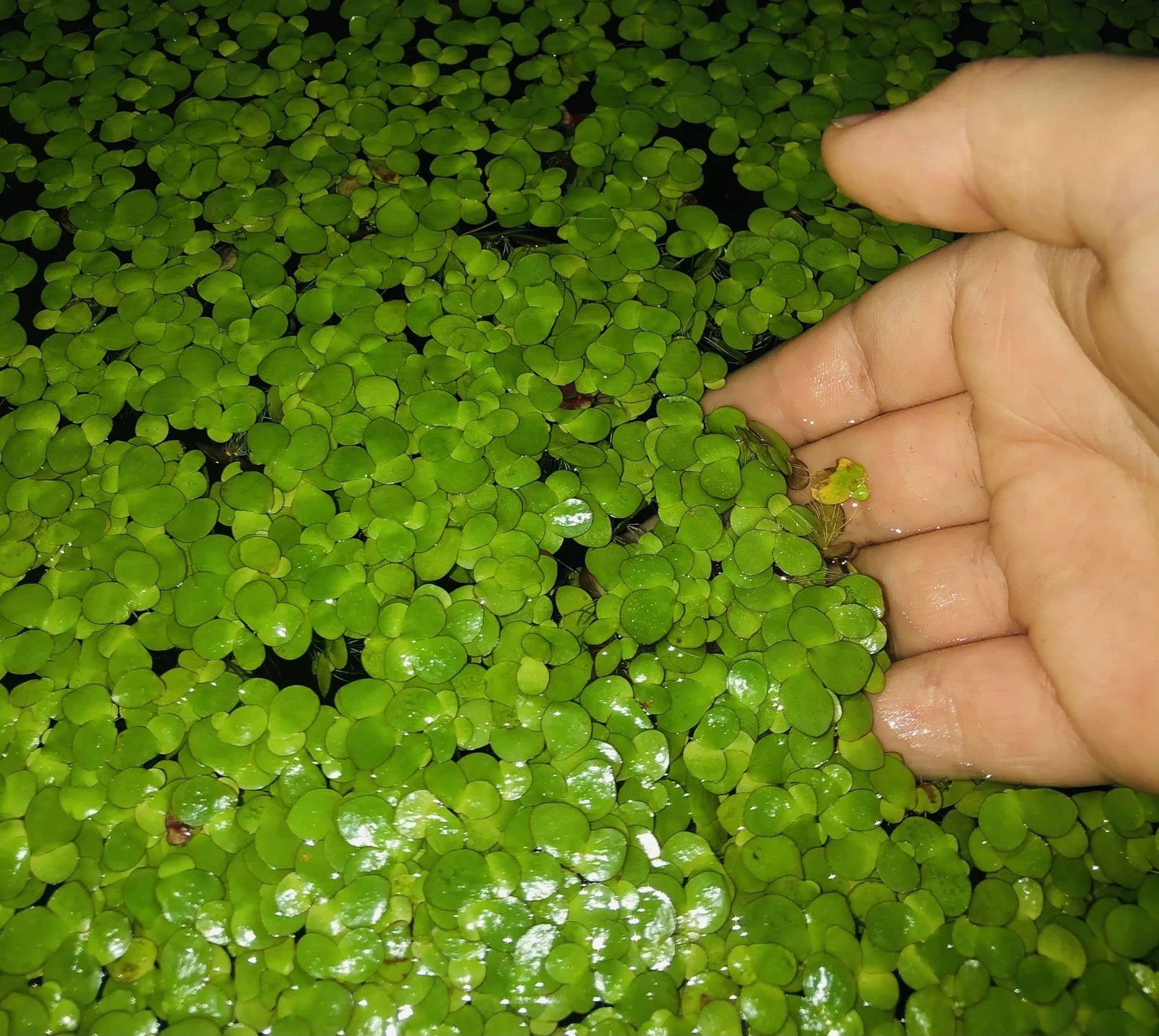 Giant Duckweed (Spirodela polyrhiza)